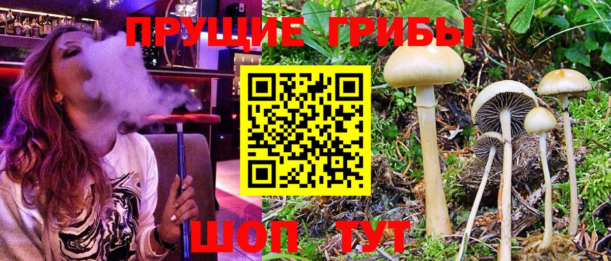 Кировск  Псилоцибиновые грибы ЛСД  Вход с VPN 